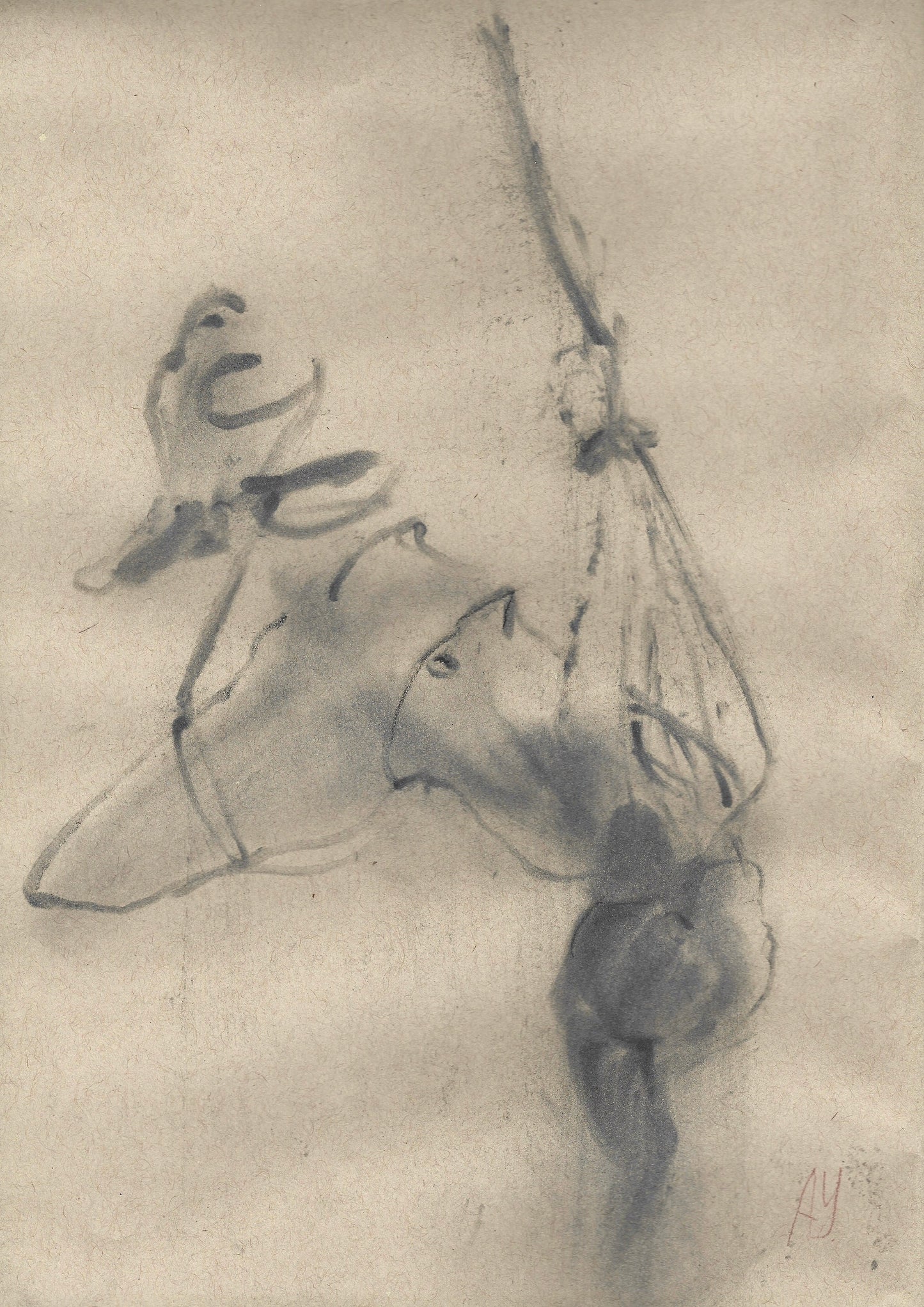 Shibari - Original